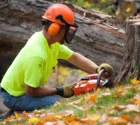 tree services Waynesville